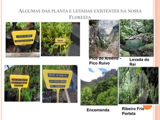 ALGUMAS DAS PLANTA E LEVADAS EXISTENTES NA NOSSA
                   FLORESTA




                           Pico do Areeiro -       Levada do
                           Pico Ruivo              Rei




                          Encomenda            Ribeiro Frio -
                                               Portela
 