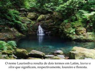 O nome Laurissilva resulta de dois termos em Latim, laurus e
  silva que significam, respectivamente, loureiro e floresta.
 