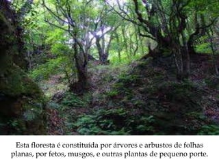 Esta floresta é constituída por árvores e arbustos de folhas
planas, por fetos, musgos, e outras plantas de pequeno porte.
 