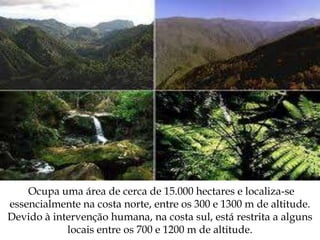Ocupa uma área de cerca de 15.000 hectares e localiza-se
essencialmente na costa norte, entre os 300 e 1300 m de altitude.
Devido à intervenção humana, na costa sul, está restrita a alguns
            locais entre os 700 e 1200 m de altitude.
 