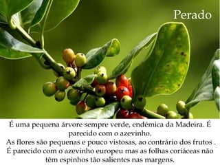 Perado




 É uma pequena árvore sempre verde, endémica da Madeira. É
                    parecido com o azevinho.
As flores são pequenas e pouco vistosas, ao contrário dos frutos .
É parecido com o azevinho europeu mas as folhas coriáceas não
             têm espinhos tão salientes nas margens.
 