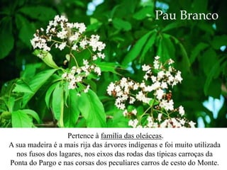 Pau Branco




                   Pertence à família das oleáceas.
A sua madeira é a mais rija das árvores indígenas e foi muito utilizada
  nos fusos dos lagares, nos eixos das rodas das típicas carroças da
Ponta do Pargo e nas corsas dos peculiares carros de cesto do Monte.
 