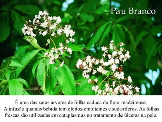 Pau Branco




     É uma das raras árvores de folha caduca da flora madeirense.
A infusão quando bebida tem efeitos emolientes e sudoríferos. As folhas
frescas são utilizadas em cataplasmas no tratamento de úlceras na pele.
 
