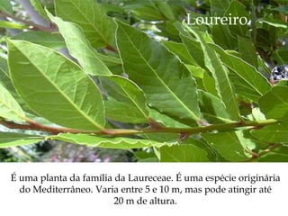 Loureiro




É uma planta da família da Laureceae. É uma espécie originária
  do Mediterrâneo. Varia entre 5 e 10 m, mas pode atingir até
                        20 m de altura.
 