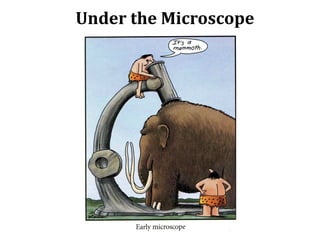 Under the Microscope
 