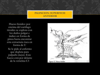 Hueso hioides: por
encima del cartílago
tiroides se explora con
los dedos pulgar e
índice en forma de
pinza hasta encontrar
esta estructura ósea en
forma de U
Se le pide al enfermo
que degluta para
palparlo mejor. Este
hueso está por delante
de la vértebra C3
PALPACION: SUPERFICIE
ANTERIOR
 