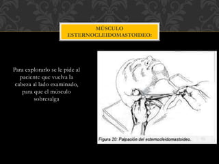 Para explorarlo se le pide al
paciente que vuelva la
cabeza al lado examinado,
para que el músculo
sobresalga
MÚSCULO
ESTERNOCLEIDOMASTOIDEO:
 