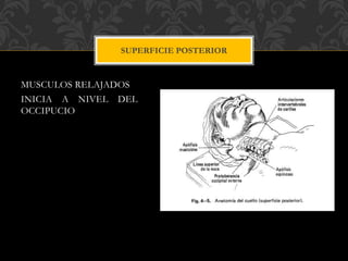 MUSCULOS RELAJADOS
INICIA A NIVEL DEL
OCCIPUCIO
SUPERFICIE POSTERIOR
 
