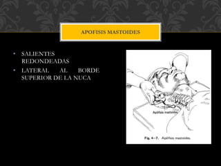 • SALIENTES
REDONDEADAS
• LATERAL AL BORDE
SUPERIOR DE LA NUCA
APOFISIS MASTOIDES
 