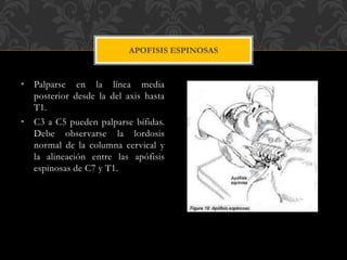 • Palparse en la línea media
posterior desde la del axis hasta
T1.
• C3 a C5 pueden palparse bífidas.
Debe observarse la lordosis
normal de la columna cervical y
la alineación entre las apófisis
espinosas de C7 y T1.
APOFISIS ESPINOSAS
 