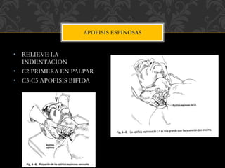 • RELIEVE LA
INDENTACION
• C2 PRIMERA EN PALPAR
• C3-C5 APOFISIS BIFIDA
APOFISIS ESPINOSAS
 