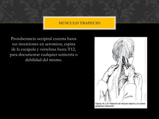 Protuberancia occipital externa hasta
sus inserciones en acromion, espina
de la escápula y vértebras hasta T12,
para documentar cualquier asimetría o
debilidad del mismo.
MÚSCULO TRAPECIO
 