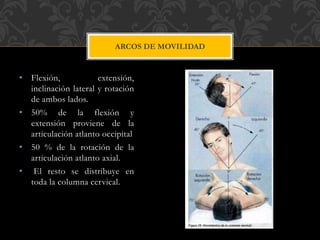 • Flexión, extensión,
inclinación lateral y rotación
de ambos lados.
• 50% de la flexión y
extensión proviene de la
articulación atlanto occipital
• 50 % de la rotación de la
articulación atlanto axial.
• El resto se distribuye en
toda la columna cervical.
ARCOS DE MOVILIDAD
 