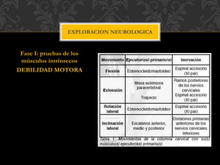 Fase I: pruebas de los
músculos intrínsecos
DEBILIDAD MOTORA
EXPLORACION NEUROLOGICA
 