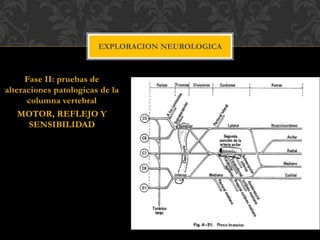 Fase II: pruebas de
alteraciones patologicas de la
columna vertebral
MOTOR, REFLEJO Y
SENSIBILIDAD
EXPLORACION NEUROLOGICA
 