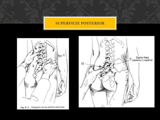 SUPERFICIE POSTERIOR
 