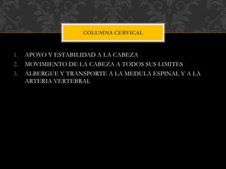 1. APOYO Y ESTABILIDAD A LA CABEZA
2. MOVIMIENTO DE LA CABEZA A TODOS SUS LIMITES
3. ALBERGUE Y TRANSPORTE A LA MEDULA ESPINAL Y A LA
ARTERIA VERTEBRAL
COLUMNA CERVICAL
 