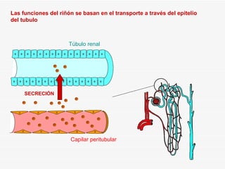 SECRECIÓN Las funciones del riñón se basan en el transporte a través del epitelio del tubulo Túbulo renal Capilar peritubular 