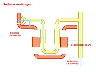 Se filtran 180 litros/día se excreta 1.4 litros/día Reabsorción del agua Se reabsorbe 99.2% 