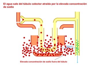 El agua sale del túbulo colector atraída por la elevada concentración de sodio Elevada concentración de sodio fuera del túbulo agua 
