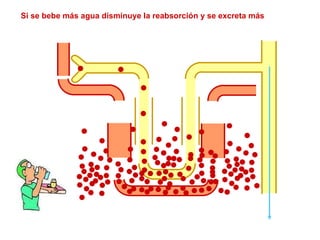 Si se bebe más agua disminuye la reabsorción y se excreta más 