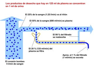El corazón bombea 5 l/min de sangre El 25% de la sangre (1.25 l/min) va al riñón El 55% de la sangre (690 ml/min) es plasma El 20 % (125 ml/min) del plasma se filtra El 99 % del filtrado se reabsorbe Aprox. el 1 % del filtrado (1 ml/min) se excreta Los productos de desecho que hay en 125 ml de plasma se concentran en 1 ml de orina 