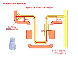 Se filtran 26000 meq/día 67% 25% 7.5% 0.5% se excreta 130 meq/día Ingesta de sodio: 130 meq/día Reabsorción del sodio 