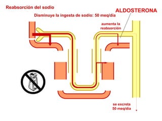 se excreta 50 meq/día aumenta la reabsorción Disminuye la ingesta de sodio: 50 meq/día Reabsorción del sodio ALDOSTERONA 