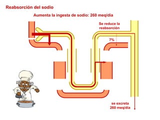 se excreta 260 meq/día Se reduce la reabsorción Aumenta la ingesta de sodio: 260 meq/día Reabsorción del sodio 7% 
