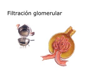 Filtración glomerular 