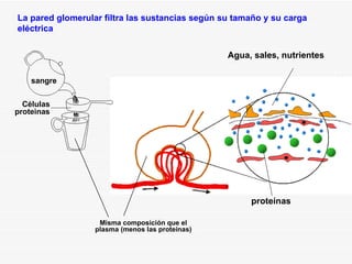 proteínas Agua, sales, nutrientes sangre Células proteinas Misma composición que el plasma (menos las proteínas) La pared glomerular filtra las sustancias según su tamaño y su carga eléctrica 