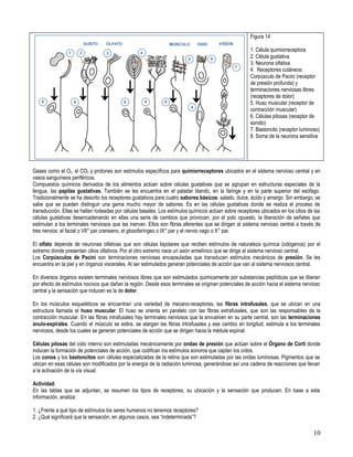 Figura 14

                                                                                                      1. Célula quimiorreceptora
                                                                                                      2. Célula gustativa
                                                                                                      3. Neurona olfativa
                                                                                                      4. Receptores cutáneos:
                                                                                                      Corpúsculo de Pacini (receptor
                                                                                                      de presión profunda) y
                                                                                                      terminaciones nerviosas libres
                                                                                                      (receptores de dolor)
                                                                                                      5. Huso muscular (receptor de
                                                                                                      contracción muscular)
                                                                                                      6. Células pilosas (receptor de
                                                                                                      sonido)
                                                                                                      7. Bastoncito (receptor luminoso)
                                                                                                      8. Soma de la neurona sensitiva




Gases como el O2, el CO2 y protones son estímulos específicos para quimiorreceptores ubicados en el sistema nervioso central y en
vasos sanguíneos periféricos.
Compuestos químicos derivados de los alimentos actúan sobre células gustativas que se agrupan en estructuras especiales de la
lengua, las papilas gustativas. También se les encuentra en el paladar blando, en la faringe y en la parte superior del esófago.
Tradicionalmente se ha descrito los receptores gustativos para cuatro sabores básicos: salado, dulce, ácido y amargo. Sin embargo, se
sabe que se pueden distinguir una gama mucho mayor de sabores. Es en las células gustativas donde se realiza el proceso de
transducción. Ellas se hallan rodeadas por células basales. Los estímulos químicos actúan sobre receptores ubicados en los cilios de las
células gustativas desencadenando en ellas una serie de cambios que provocan, por el polo opuesto, la liberación de señales que
estimulan a los terminales nerviosos que las inervan. Ellos son fibras aferentes que se dirigen al sistema nervioso central a través de
tres nervios: el facial o VII° par craneano, el glosofaríngeo o IX° par y el nervio vago o X° par.

El olfato depende de neuronas olfativas que son células bipolares que reciben estímulos de naturaleza química (odógenos) por el
extremo donde presentan cilios olfativos. Por el otro extremo nace un axón amielínico que se dirige al sistema nervioso central.
Los Corpúsculos de Pacini son terminaciones nerviosas encapsuladas que transducen estímulos mecánicos de presión. Se les
encuentra en la piel y en órganos viscerales. Al ser estimulados generan potenciales de acción que van al sistema nerviosos central.

En diversos órganos existen terminales nerviosos libres que son estimulados químicamente por substancias peptídicas que se liberan
por efecto de estímulos nocivos que dañan la región. Desde esos terminales se originan potenciales de acción hacia el sistema nervioso
central y la sensación que inducen es la de dolor.

En los músculos esqueléticos se encuentran una variedad de mecano-receptores, las fibras intrafusales, que se ubican en una
estructura llamada el huso muscular. El huso se orienta en paralelo con las fibras extrafusales, que son las responsables de la
contracción muscular. En las fibras intrafusales hay terminales nerviosos que la envuelven en su parte central, son las terminaciones
anulo-espirales. Cuando el músculo se estira, se alargan las fibras intrafusales y ese cambio en longitud, estimula a los terminales
nerviosos, desde los cuales se generan potenciales de acción que se dirigen hacia la médula espinal.

Células pilosas del oído interno son estimuladas mecánicamente por ondas de presión que actúan sobre el Órgano de Corti donde
inducen la formación de potenciales de acción, que codifican los estímulos sonoros que captan los oídos.
Los conos y los bastoncitos son células especializadas de la retina que son estimuladas por las ondas luminosas. Pigmentos que se
ubican en esas células son modificados por la energía de la radiación luminosa, generándose así una cadena de reacciones que llevan
a la activación de la vía visual.

Actividad:
En las tablas que se adjuntan, se resumen los tipos de receptores, su ubicación y la sensación que producen. En base a esta
información, analiza:

1. ¿Frente a qué tipo de estímulos los seres humanos no tenemos receptores?
2. ¿Qué significará que la sensación, en algunos casos, sea “indeterminada”?

                                                                                                                                    10
 