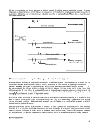 Aún los comportamientos más simples involucran la actividad integrada de múltiples sistemas sensoriales, motores y de zonas
integradoras en el sistema nervioso central. Cada uno de estos sistemas contiene estaciones sinápticas y cada uno está compuesto por
subdivisiones distintas. Las vías nerviosas tienen una ordenación topográfica en base a su función. Muchas rutas se cruzan desde un
lado para el otro del cuerpo.


                                     Fig. 16
                                                                                                R
                                                                                                Receptores sensoriales
                                                     Neuronas sensitivas




          Sistema nervioso
               central:
          e
          encéfalo y médula                                                                            Efectores:
                                                       Sistema somático                          M
                                                                                                 Musculatura esquelética


                                                    Neuronas motoras



                                                            Sistema parasimpático

                                                              Sistema simpático
                                                                                                 Efectores: musculatura
                                                                                                l
                                                                                                lisa y cardiaca; glándulas
                                                           Sistema autónomo




El sistema nervioso autónomo se organiza en base a grupos de nervios de funciones opuestas

El sistema nervioso autónomo es el encargado de controlar a los efectores viscerales. Tradicionalmente, se le describe por sus
componentes nerviosos periféricos (ganglios, nervios y plexos) y se distinguen en él dos divisiones: la simpática y la parasimpática.
La división simpática está formada por neuronas (primera neurona) que se ubican en la médula espinal entre las vértebras T1 y L1-2,
por sus axones y por dos sistemas ganglionares, donde se encuentran segundas neuronas, son sus axones los que inervan a los
efectores viscerales. El primer sistema de ganglios está formado por los ganglios paravertebrales, que se unen entre sí formando una
cadena ganglionar que se ubica a cada lado de la columna vertebral en el fondo de las cavidades del tronco. El segundo sistema es el
de los ganglios prevertebrales, se ubican en un plano más anterior.

El axón de la primera neurona sale de médula espinal a través del nervio raquídeo que corresponde al nivel de su ubicación en ella y
luego lo abandona para alcanzar la cadena ganglionar de su mismo lado. Entra en un ganglio donde, o hace sinapsis con la segunda
neurona de inmediato o asciende o desciende antes de contactarla a otro nivel o sigue en su trayectoria hasta un ganglio prevertebral
donde encuentra a esa segunda neurona.

La división parasimpática presenta dos subdivisiones: la craneana y la sacra. La primera está representada por los pares de nervios
craneanos III, VII, IX y X (Vago). La segunda por los nervios raquídeos que emergen de las regiones sacra y coccígea de la columna
vertebral. En ambas subdivisiones, la primera neurona se ubica en el sistema nervioso central y presenta un axón muy largo que inerva
a la segunda neurona. Esta, es como una interneurona, de axón muy corto, ubicada en la pared misma del órgano visceral que inerva.


Funciones autónomas

                                                                                                                                 13
 