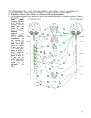 Observa los órganos que reciben inervación simpática y parasimpática en la siguiente figura y resuelve los siguientes problemas:
a) ¿Qué órganos reciben inervación simpática y parasimpática? ¿Qué órganos sólo reciben inervación simpática?
b) Si se dañara la médula de la región torácica, ¿qué funciones autónomas podrían comprometerse?
c) Las funciones simpáticas son las que facultan a una persona para reaccionar eficientemente en situaciones estresantes. El sistema
    parasimpático,        en
    cambio,          permite
    devolver al organismo
    a la situación de
    normalidad. Como la
    mayor      parte     del
    tiempo, el cuerpo
    humano no tiene que
    enfrentarse             a
    situaciones         que
    impliquen      “acción”,
    son las funciones
    parasimpáticas       las
    que mantienen un
    nivel de actividad
    basal. Según esta
    descripción, completa
    el cuadro con el signo
    “+” si piensas que la
    función se estimula y
    con un “-“ si crees que
    la función de ese
    órgano se inhibe. En
    el caso que sea
    posible, detalla cuál es
    la        consecuencia
    directa       de       la
    estimulación         del
    órgano.




                                                                                                                                14
 