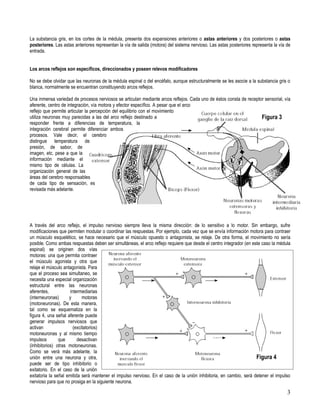 La substancia gris, en los cortes de la médula, presenta dos expansiones anteriores o astas anteriores y dos posteriores o astas
posteriores. Las astas anteriores representan la vía de salida (motora) del sistema nervioso. Las astas posteriores representa la vía de
entrada.


Los arcos reflejos son específicos, direccionados y poseen relevos modificadores

No se debe olvidar que las neuronas de la médula espinal o del encéfalo, aunque estructuralmente se les asocie a la substancia gris o
blanca, normalmente se encuentran constituyendo arcos reflejos.

Una inmensa variedad de procesos nerviosos se articulan mediante arcos reflejos. Cada uno de éstos consta de receptor sensorial, vía
aferente, centro de integración, vía motora y efector específico. A pesar que el arco
reflejo que permite articular la percepción del equilibrio con el movimiento
utiliza neuronas muy parecidas a las del arco reflejo destinado a                                                   Figura 3
responder frente a diferencias de temperatura, la
integración cerebral permite diferenciar ambos
procesos. Vale decir, el cerebro
distingue temperatura de
presión, de sabor, de
imagen, etc. pese a que la
información mediante el
mismo tipo de células. La
organización general de las
áreas del cerebro responsables
de cada tipo de sensación, es
revisada más adelante.




A través del arco reflejo, el impulso nervioso siempre lleva la misma dirección: de lo sensitivo a lo motor. Sin embargo, sufre
modificaciones que permiten modular o coordinar las respuestas. Por ejemplo, cada vez que se envía información motora para contraer
un músculo esquelético, se hace necesario que el músculo opuesto o antagonista, se relaje. De otra forma, el movimiento no sería
posible. Como ambas respuestas deben ser simultáneas, el arco reflejo requiere que desde el centro integrador (en este caso la médula
espinal) se originen dos vías
motoras: una que permita contraer
el músculo agonista y otra que
relaje el músculo antagonista. Para
que el proceso sea simultaneo, se
necesita una especial organización
estructural entre las neuronas
aferentes,            intermediarias
(interneuronas)      y       motoras
(motoneuronas). De esta manera,
tal como se esquematiza en la
figura 4, una señal aferente puede
generar impulsos nerviosos que
activan                 (excitatorios)
motoneuronas y al mismo tiempo
impulsos        que       desactivan
(inhibitorios) otras motoneuronas.
Como se verá más adelante, la
unión entre una neurona y otra,                                                                                     Figura 4
puede ser de tipo inhibitorio o
exitatorio. En el caso de la unión
exitatoria la señal emitida será mantener el impulso nervioso. En el caso de la unión inhibitoria, en cambio, será detener el impulso
nervioso para que no prosiga en la siguiente neurona.

                                                                                                                                      3
 