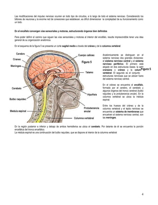 Las modificaciones del impulso nervioso ocurren en todo tipo de circuitos, a lo largo de todo el sistema nervioso. Considerando los
billones de neuronas y la enorme red de conexiones que establecen, es difícil dimensionar la complejidad de su funcionamiento como
un todo.


En el encéfalo convergen vías sensoriales y motoras, estructurando órganos bien definidos

Para poder definir el camino que siguen las vías sensoriales y motoras al interior del encéfalo, resulta imprescindible tener una idea
general de su organización anatómica.

En el esquema de la figura 5 se presenta un corte sagital medio a través del cráneo y de la columna vertebral.


                                                                                           Anatómicamente se distinguen en el
                                                                                           sistema nervioso dos grandes divisiones:
                                                                     Figura 5              el sistema nervioso central y el sistema
                                                                                           nervioso periférico. El primero está
                                                                                           alojado en dos estructuras óseas: la caja
                                                                                           craneana o cráneo y la columna         Figura 5
                                                                                           vertebral. El segundo es el conjunto de
                                                                                           estructuras nerviosas que se ubican fuera
                                                                                           del sistema nervioso central.

                                                                                           En el cráneo se encuentra el encéfalo,
                                                                                           formado por el cerebro, el cerebelo y
                                                                                           algunos órganos del tronco cerebral (bulbo
                                                                                           raquídeo y la protuberancia anular). En la
                                                                                           columna vertebral se ubica la médula
                                                                                           espinal.

                                                                                           Entre los huesos del cráneo y de la
                                                                                           columna vertebral y el tejido nervioso se
                                                                                           encuentra un sistema de membranas que
                                                                                           envuelven al sistema nervioso central, son
                                                                                           las meninges.


En la región posterior e inferior y debajo de ambos hemisferios se ubica el cerebelo. Por delante de él se encuentra la porción
encefálica del tronco encefálico.
La médula espinal es una continuación del bulbo raquídeo, que se dispone al interior de la columna vertebral




                                                                                                                                    4
 