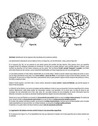 Figura 6a                                                                        Figura 6b




Actividad: Identificación de las regiones más importantes de la anatomía cerebral

Lee atentamente la descripción que se realiza en torno a la figura 6a y con tal información, rotula y pinta la figura 6b.

En el esquema (fig. 6a), se nos presenta la cara lateral externa del encéfalo del lado derecho. Ésta aparece como una superficie
arrugada donde hay repliegues separados por hendiduras. En esta cara es posible distinguir cuatro grandes regiones o lóbulos, cuyos
nombres se relacionan con los huesos craneanos que las cubren. Son los lóbulos frontal, parietal, temporal y occipital. Los límites
entre estos lóbulos los dan cisuras o surcos claramente identificables y/o líneas imaginarias que son sus prolongaciones.

La cara lateral presenta un límite inferior representado por su borde inferior. Desde la porción anterior nace desde ese borde un surco
que se dirige ascendiendo hacia atrás. Es el surco lateral o cisura de Silvio, el cual separa el lóbulo frontal del lóbulo temporal. Una
prolongación de ese surco se dirige hacia atrás y descendiendo hacia la parte posterior separa el lóbulo temporal del parietal por arriba y
del lóbulo occipital por atrás.

Desde el borde superior y de forma más o menos vertical, desciende el surco central o cisura de Rolando, que permite separar el
lóbulo frontal del parietal.

La distinción de los lóbulos y los surcos principales permite establecer el área en que se encuentran funciones específicas de la corteza
cerebral. Básicamente, estas áreas pueden ser sensoriales, motoras o de asociación. En el primer caso, se trata de zonas en que
convergen las vías sensoriales de la vista, oído, tacto, etc. Las áreas motoras son las encargadas de enviar información hacia los
efectores musculares y las áreas de asociación fundamentalmente integran funciones sensoriales y motoras.

Delante de la cisura de Rolando se encuentra la circunvolución pre-central donde se ubica la corteza motora primaria. Por detrás del
surco central se halla la circunvolución post-central en la que se ubica la corteza sensorial somática primaria.
En la parte más posterior del lóbulo occipital, se encuentra la corteza visual primaria, mientras que en el lóbulo parietal, junto a la parte
media ascendente de la cisura de Silvio, en el lóbulo temporal, se encuentra la corteza auditiva primaria.
Finalmente, en la parte inferior del lóbulo frontal se ubica el área de asociación prefrontal.


La organización del sistema nervioso central involucra vías sensoriales específicas

En el esquema de la figura 7a y 7b se ejemplifican dos vías que relacionan el receptor con el área específica de la corteza cerebral que
es activada.

                                                                                                                                           5
 