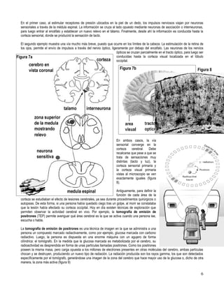 En el primer caso, al estimular receptores de presión ubicados en la piel de un dedo, los impulsos nerviosos viajan por neuronas
   sensoriales a través de la médula espinal. La información se cruza al lado opuesto mediante neuronas de asociación o interneuronas,
   para luego entrar al encéfalo y establecer un nuevo relevo en el tálamo. Finalmente, desde ahí la información es conducida hasta la
   corteza sensorial, donde se producirá la sensación de tacto.

   El segundo ejemplo muestra una vía mucho más breve, puesto que ocurre en los límites de la cabeza: La estimulación de la retina de
   los ojos, permite el envío de impulsos a través del nervio óptico, ligeramente por debajo del encéfalo. Las neuronas de los nervios
                                                                          ópticos se cruzan parcialmente en el tracto óptico, para luego ser
Figura 7a                                                                 conducidas hasta la corteza visual localizada en el lóbulo
                                                                          occipital.

                                                                             Figura 7b                                                 Figura 8




                                                                                                                                       Figura 9


                                                                          En ambos casos, la vía
                                                                          sensorial converge en la
                                                                          corteza cerebral. Debe
                                                                          recalcarse que pese a que se
                                                                          trata de sensaciones muy
                                                                          distintas (tacto y luz), la
                                                                          corteza sensorial primaria y
                                                                          la corteza visual primaria
                                                                          vistas al microscopio se ven
                                                                          exactamente iguales (figura
                                                                          8).

                                                                         Antiguamente, para definir la
                                                                         función de cada área de la
   corteza se estudiaban el efecto de lesiones cerebrales, ya sea durante procedimientos quirúrgicos o
   autopsias. De esta forma, si una persona había quedado ciego tras un golpe, al morir se constataba
   que la lesión había afectado su corteza occipital. Hoy en día existen técnicas de exploración que
   permiten observar la actividad cerebral en vivo. Por ejemplo, la tomografía de emisión de
   positrones (TEP) permite averiguar qué área cerebral es la que se activa cuando una persona lee,
   escucha o habla.

   La tomografía de emisión de positrones es una técnica de imagen en la que se administra a una
   persona un compuesto marcado radiactivamente, como por ejemplo, glucosa marcada con carbono
   radiactivo. Luego, la persona es dispuesta en una enorme máquina con un agujero de forma
   cilíndrica: el tomógrafo. En la medida que la glucosa marcada es metabolizada por el cerebro, su
   radioactividad es desprendida en forma de unas partículas llamadas positrones. Como los positrones
   poseen la misma masa, pero carga opuesta a los millones de electrones presentes en otras moléculas del cerebro, ambas partículas
   chocan y se destruyen, produciendo un nuevo tipo de radiación. La radiación producida son los rayos gamma, los que son detectados
   específicamente por el tomógrafo, generándose una imagen de la zona del cerebro que hace mayor uso de la glucosa o, dicho de otra
   manera, la zona más activa (figura 9)


                                                                                                                                          6
 