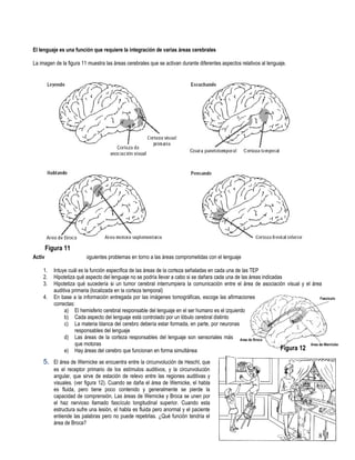 El lenguaje es una función que requiere la integración de varias áreas cerebrales

La imagen de la figura 11 muestra las áreas cerebrales que se activan durante diferentes aspectos relativos al lenguaje.




     Figura 11
Actividad: Resuelve los siguientes problemas en torno a las áreas comprometidas con el lenguaje

    1.   Intuye cuál es la función específica de las áreas de la corteza señaladas en cada una de las TEP
    2.   Hipotetiza qué aspecto del lenguaje no se podría llevar a cabo si se dañara cada una de las áreas indicadas
    3.   Hipotetiza qué sucedería si un tumor cerebral interrumpiera la comunicación entre el área de asociación visual y el área
         auditiva primaria (localizada en la corteza temporal)
    4.   En base a la información entregada por las imágenes tomográficas, escoge las afirmaciones
         correctas:
              a) El hemisferio cerebral responsable del lenguaje en el ser humano es el izquierdo
              b) Cada aspecto del lenguaje está controlado por un lóbulo cerebral distinto
              c) La materia blanca del cerebro debería estar formada, en parte, por neuronas
                    responsables del lenguaje
              d) Las áreas de la corteza responsables del lenguaje son sensoriales más
                    que motoras
              e) Hay áreas del cerebro que funcionan en forma simultánea                                           Figura 12
    5. El área de Wernicke se encuentra entre la circunvolución de Heschl, que
         es el receptor primario de los estímulos auditivos, y la circunvolución
         angular, que sirve de estación de relevo entre las regiones auditivas y
         visuales. (ver figura 12). Cuando se daña el área de Wernicke, el habla
         es fluida, pero tiene poco contenido y generalmente se pierde la
         capacidad de comprensión. Las áreas de Wernicke y Broca se unen por
         el haz nervioso llamado fascículo longitudinal superior. Cuando esta
         estructura sufre una lesión, el habla es fluida pero anormal y el paciente
         entiende las palabras pero no puede repetirlas. ¿Qué función tendría el
         área de Broca?

                                                                                                                               8
 