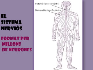 El sistema nerviósFormat permillons de neurones