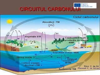 CIRCUITUL CARBONULUICIRCUITUL CARBONULUI
 