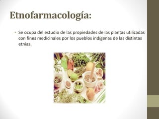 Etnofarmacología:
• Se ocupa del estudio de las propiedades de las plantas utilizadas
con fines medicinales por los pueblos indígenas de las distintas
etnias.
 