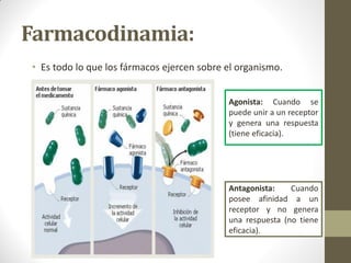 Farmacodinamia:
• Es todo lo que los fármacos ejercen sobre el organismo.
Agonista: Cuando se
puede unir a un receptor
y genera una respuesta
(tiene eficacia).
Antagonista: Cuando
posee afinidad a un
receptor y no genera
una respuesta (no tiene
eficacia).
 