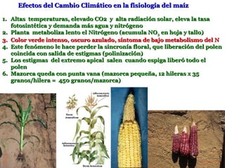 Efectos del Cambio Climático en la fisiología del maíz

1. Altas temperaturas, elevado CO2 y alta radiación solar, eleva la tasa
   fotosintética y demanda más agua y nitrógeno
2. Planta metaboliza lento el Nitrógeno (acumula NO3 en hoja y tallo)
3. Color verde intenso, oscuro azulado, síntoma de bajo metabolismo del N
4. Este fenómeno le hace perder la sincronía floral, que liberación del polen
   coincida con salida de estigmas (polinización)
5. Los estigmas del extremo apical salen cuando espiga liberó todo el
   polen
6. Mazorca queda con punta vana (mazorca pequeña, 12 hileras x 35
   granos/hilera = 450 granos/mazorca)
 