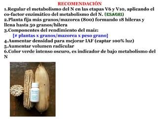 RECOMENDACIÓN
1.Regular el metabolismo del N en las etapas V6 y V10, aplicando el
co-factor enzimático del metabolismo del N. (Esagri)
2.Planta fija más granos/mazorca (800) formando 18 hileras y
llena hasta 50 granos/hilera
3.Componentes del rendimiento del maíz:
    [# plantas x granos/mazorca x peso grano]
4.Aumentar densidad para mejorar IAF (captar 100% luz)
5.Aumentar volumen radicular
6.Color verde intenso oscuro, es indicador de bajo metabolismo del
N
 