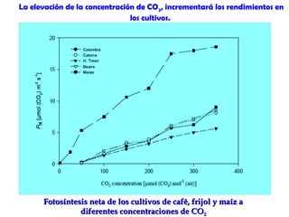 La elevación de la concentración de CO2, incrementará los rendimientos en
                               los cultivos.




      Fotosíntesis neta de los cultivos de café, frijol y maíz a
                diferentes concentraciones de CO2
 