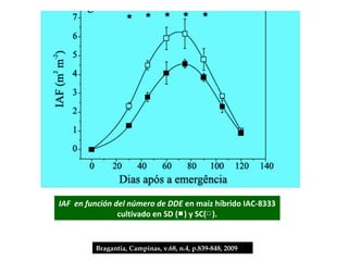 IAF en función del número de DDE en maíz híbrido IAC-8333
                cultivado en SD (■) y SC(□).


         Bragantia, Campinas, v.68, n.4, p.839-848, 2009
 