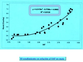 El rendimiento en relación al IAF en maíz
 