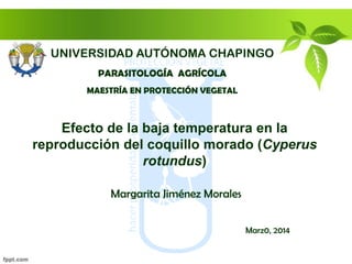 Efecto de la baja temperatura en la
reproducción del coquillo morado (Cyperus
rotundus)
Margarita Jiménez Morales
Marz0, 2014
UNIVERSIDAD AUTÓNOMA CHAPINGO
PARASITOLOGÍA AGRÍCOLA
MAESTRÍA EN PROTECCIÓN VEGETAL
 