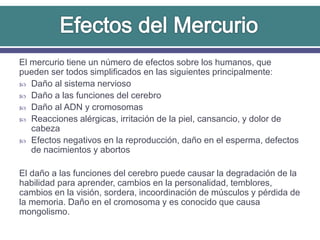 El mercurio tiene un número de efectos sobre los humanos, que
pueden ser todos simplificados en las siguientes principalmente:
 Daño al sistema nervioso
 Daño a las funciones del cerebro
 Daño al ADN y cromosomas
 Reacciones alérgicas, irritación de la piel, cansancio, y dolor de
cabeza
 Efectos negativos en la reproducción, daño en el esperma, defectos
de nacimientos y abortos
El daño a las funciones del cerebro puede causar la degradación de la
habilidad para aprender, cambios en la personalidad, temblores,
cambios en la visión, sordera, incoordinación de músculos y pérdida de
la memoria. Daño en el cromosoma y es conocido que causa
mongolismo.
 